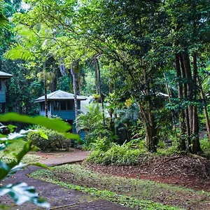 Lodge Ferntree Rainforest 